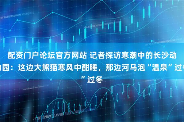 配资门户论坛官方网站 记者探访寒潮中的长沙动物园：这边大熊猫寒风中酣睡，那边河马泡“温泉”过冬